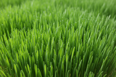 Wheatgrass